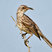Hood Mockingbird
